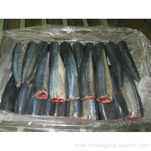 High Quality Frozen Cleaned Gutted Pacific Mackerel Hgt